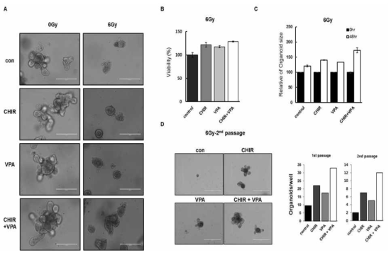 오가노이들를 이용 Valproate와 CHIR의 Radiation에 대한 반응성에 미치는 영향연구