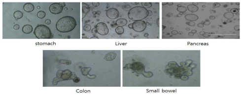 mouse organ별 제작된 organoid morphology