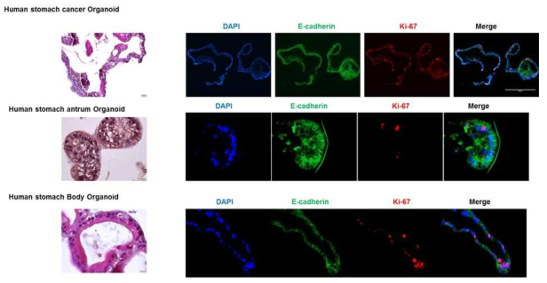 위조직을 이용한 오가노이드 제작 및 염색