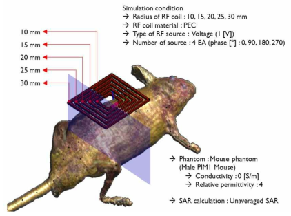 단일채널 표면 코일 (5종; 30 mm, 25 mm, 20 mm, 15 mm, 10 mm) 및 소동물 팬텀 모델링