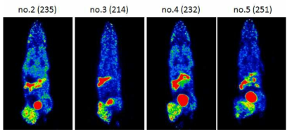 종양 모델에서 획득한 PET 영상