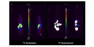 실험군(AD) 마우스 전신에서의 PET 영상 비교
