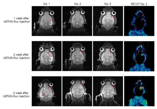 weight MR 영상을 획득하여 tumor의 크기 및 위치(빨간색 화살표)를 확인하였 고, 18F-FLT PET 영상의 SUV 값을 이용하여 tumor를 확인 하였다.
