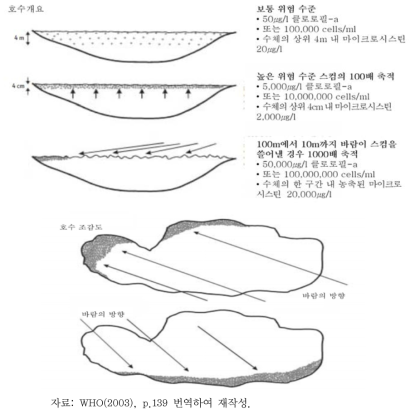 남조류 스컴 형성과정