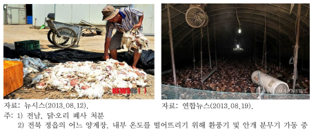 2013년 폭염으로 인한 가축 폐사 사례