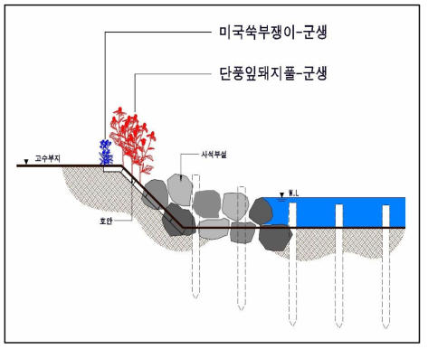 황구지천 정비사업지 수변부의 생태계교란식물 분포 모식도