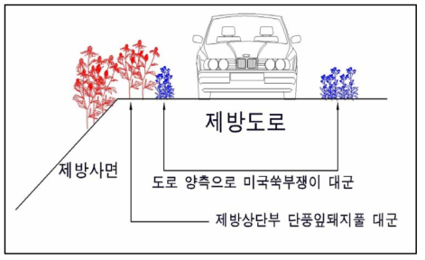 황구지천 정비사업지 사면부의 생태계교란식물 분포 모식도