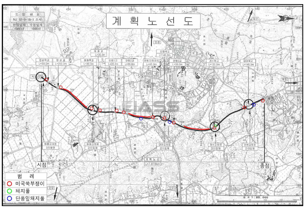 국도 39호선 우회도로 개설공사지의 생태계교란식물 주요 분포도