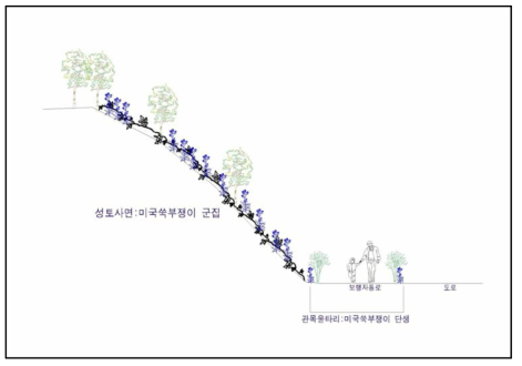 국도39호선 우회도로 개설공사지 성토부 생태계교란식물 분포 모식도