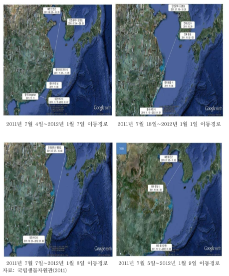 저어새 이동경로