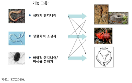 토양생태계를 구성하는 생물그룹간의 상호 관계