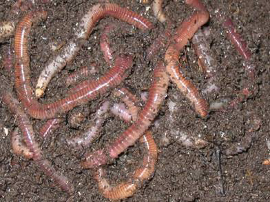 Earthworm test