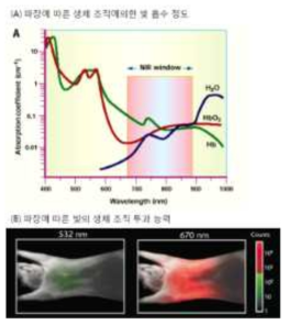 근적외선 형광 영상