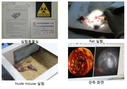 다양한 개체를 활용한 형광영상 관측 실험