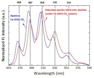 수용액 내 존재하는 Ca-UO2-CO3 삼성분 우라늄(VI) 화학종 및 Ca-UO2-CO3 삼성분 우라늄 화학종 환경에서 알루미나에 흡착된 우라늄(VI) 화학종의 형광스펙트럼 비교