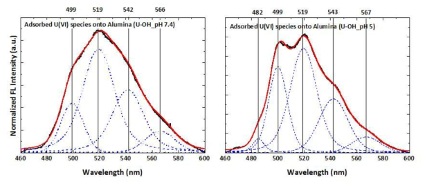 가수분해 우라늄(VI) 화학종 수용액 조건에서 알루미나에 흡착된 우라늄(VI) 화학종의 형광스펙트럼