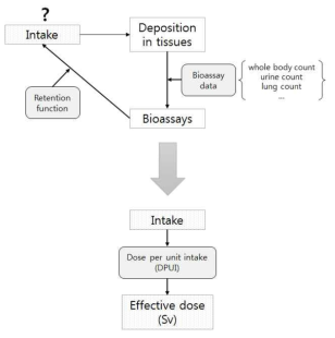 생물검정분석을 통한 섭취량 추정 및 단위섭취선량의 적용