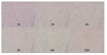 배양 시간에 따라 MEC을 현미경으로 관찰한 모습