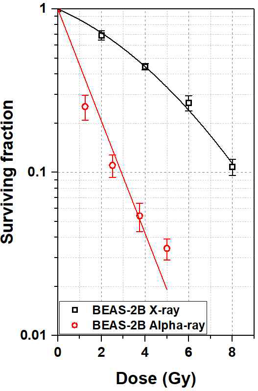 선량에 따른 세포군집형성능 평가 결과 그래프 (BEAS-2B)