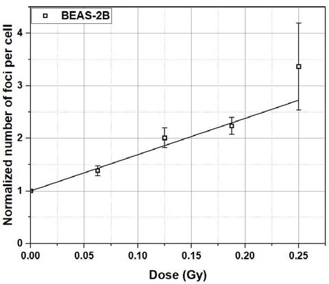 선량에 따른 DNA 손상량 평가 결과 그래프 (BEAS-2B)