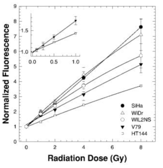 γ-H2AX 실험을 다양한 세포에 대해 수행하여 선량에 따른 선형적인 증가를 확인함.