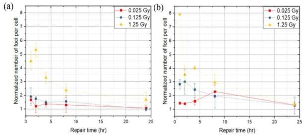 알파선 (a) 및 엑스선 (b) 조사선량 및 조사 후 배양 시간에 따른 γ-H2AX 회복 그래프
