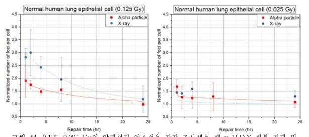 0.125, 0.025 Gy의 알파선과 엑스선을 각각 조사했을 때 γ-H2AX 회복 결과 및 지수(exponential) 함수로 fitting한 그래프
