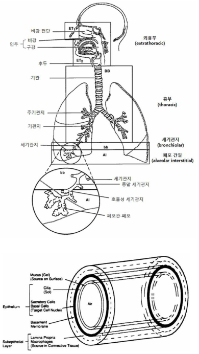 ICRP 인체호흡기 모델 및 기관지의 기하학적 모델[