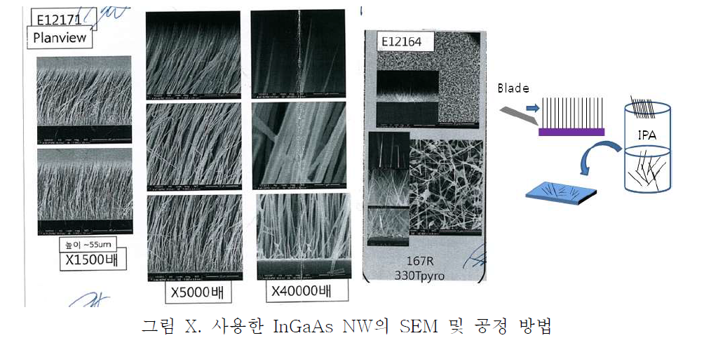 성장된 NW를 기판에서 잘라낸후 IPA 용매에 분산시킨 후, 기판에 전사하여 NW의 밀도 및 길이를 확인.