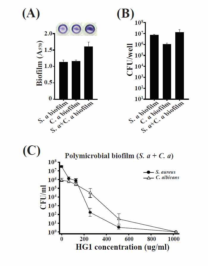 Effect of HG1 on polymicrobial biofilm. (A) Polymicrobial biofilm formation of S. aureus and C. albicans in 96-well plate. (B) Anti-biofilm activity of HG1 against polymicrobial biofilm