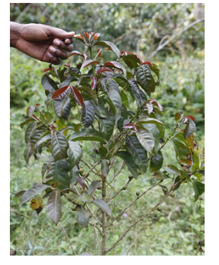 에티오피아 짐마(Djimma)의 티피카(Typica)