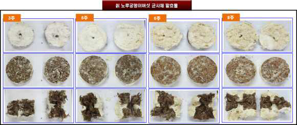 칡-노루궁뎅이버섯균사체 발효일수 별 발효물 사진