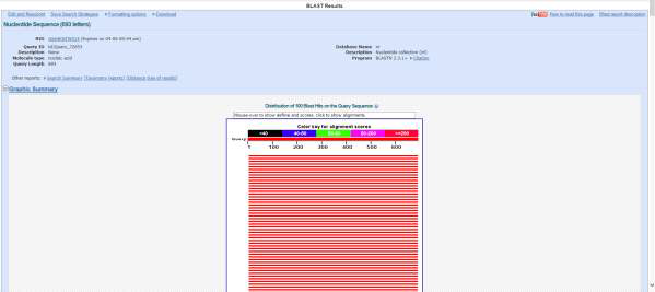 시료 A의 rbcL 유전자 서열에 대한 BLAST 결과 화면