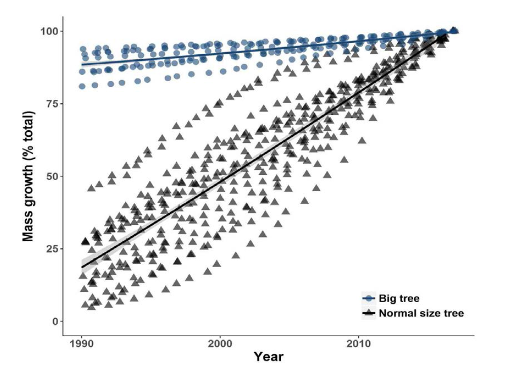 큰나무와 일반 크기 나무의 전체 생물량 증가율 비교