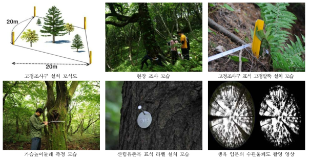 산림유존목 생육 임분의 장기모니터링 고정조사구 설치 예시