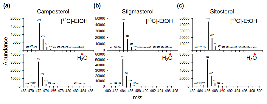 [13C]-ethanol 처리 후 식물스테롤 분석. (a) Campesterol의 mass spectrum 결과. (b) Stigmasterol의 mass spectrum 결과. (c) Sitosterol의 mass spectrum 결과. 물 처리(H2O)를 대조군으로 사용. m/z, 질량 대 전하의 비