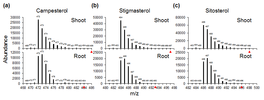 [13C]-ethanol 처리 후 식물체의 지상부(Shoot)와 지하부(Root)에서의 식물스테롤 분석. (a) Campesterol의 mass spectrum 결과. (b) Stigmasterol의 mass spectrum 결과. (c) Sitosterol의 mass spectrum 결과. m/z, 질량 대 전하의 비
