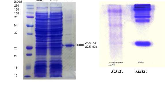 AtAPX1 단백질의 SDS-PAGE 및 Native-PAGE 분석