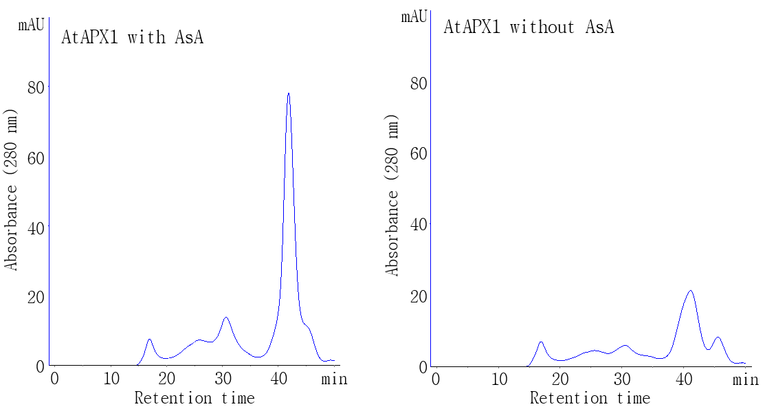 SEC를 통한 AtAPX1 단백질의 구조변화 양상 분석