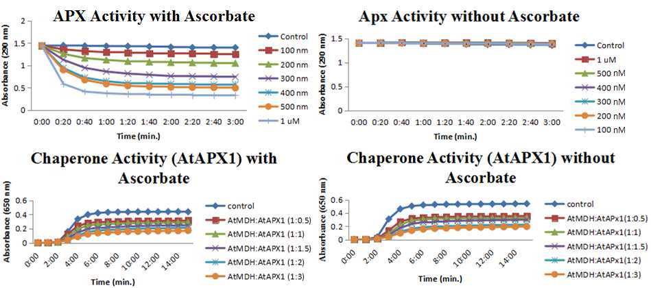 AtAPX1 단백질의 APX 활성 및 샤페론 활성 분석