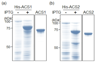 E. coli에서의 ACS 단백질들의 과발현 및 정제. E. coli Origami2(DE3)에서 과발현된 OsACS1 (a)과 OsACS2 (b) 단백질들은 ACS 효소 활성 분석을 위하여 순수 분리하였음