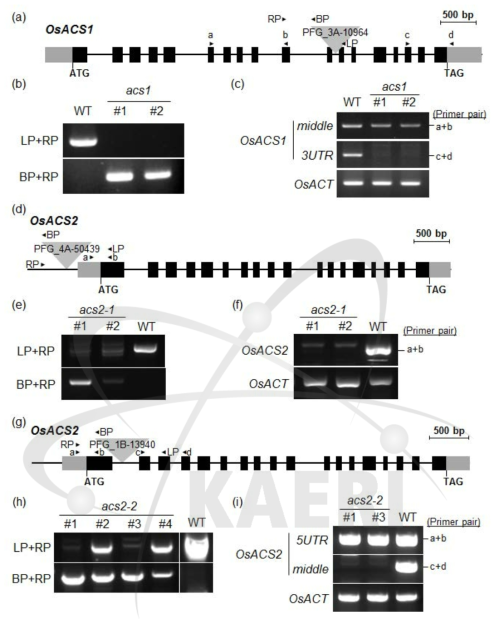 OsACS1과 OsACS2 유전자의 T-DNA 삽입 돌연변이체 선별. (a, d, g) acs1 (a), acs2-1 (d) 및 acs2-2 (g) 돌연변이체의 T-DNA 삽입 위치. (b, e, h) genomic DNA를 이용한 PCR 방법을 통해 순종 돌연변이체 선별. (c, f, i) RT-PCR 방법을 이용한 전사체 발현 정도 확인. OsACT는 endogenous control로 이용