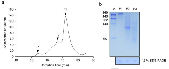 AtAPX1 단백질의 구조 분석. (a) 크로마토그래피를 통한 단백질 구조 분석, (b) 분획 단백질의 native PAGE 및 SDS-PAGE 분석. F1, Fraction (분획) 1; F2, Fraction (분획) 2; F3, Fraction (분획) 3