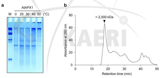 열 처리된 AtAPX1 단백질의 Native PAGE (a) 및 SEC (b) 분석