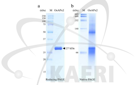 OsAPX2 단백질의 SDS-PAGE (a) 및 Native PAGE (b) 분석 결과