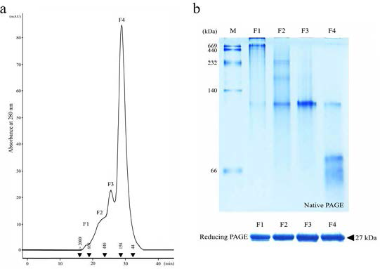OsAPX2 단백질의 SEC (a) 및 분획 단백질의 Native (위쪽) 와 SDS-PAGE (아래쪽) 분석 결과