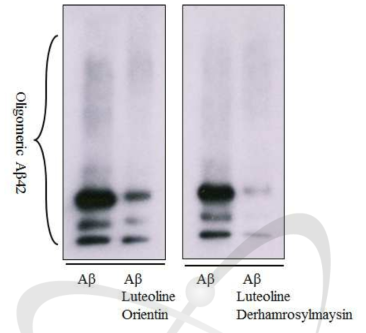 Luteoline과 Orientin, Luteoline과 Derhamrosylmaysin 병용처리에 의한 Aβ(1-42) peptide의 oiligomerization 형성능 억제