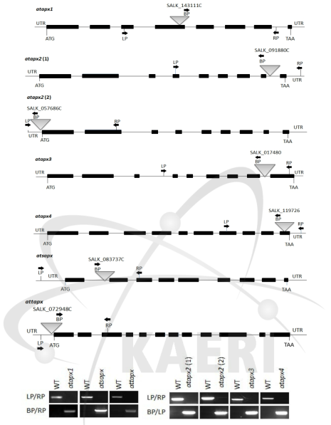 APX 유전자들의 돌연변이체 모식도 및 genotyping