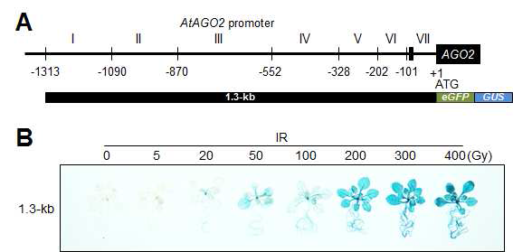 감마선의 선량 변화에 의한 AtAGO2pro1.3-kb::GUS 형질전환체의 GUS 발현 분석