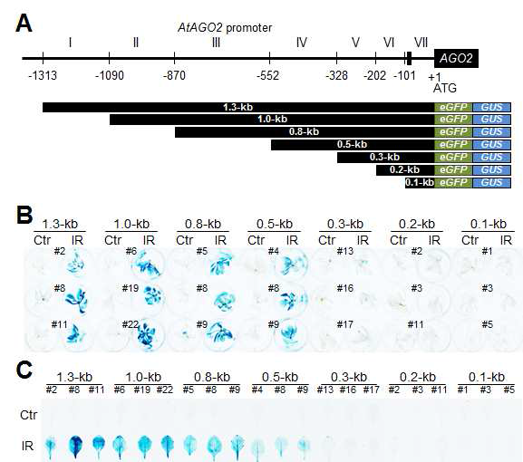 감마선 조사 후 AtAGO2 deletion promoter 형질전환체들의 GUS 발현 분석